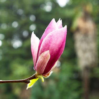 玉蘭花 招陰|玉蘭樹在屋門前風水上怎麼樣,在房子前面種玉蘭花樹風水怎麼樣？